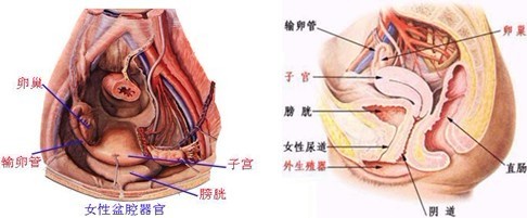 盆腔